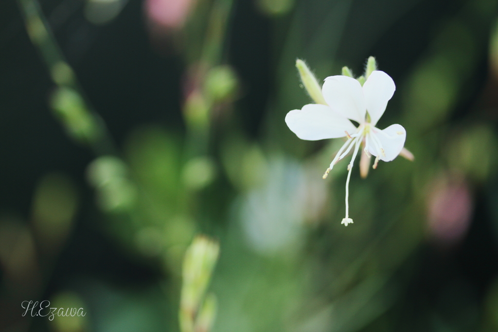 white butterfly