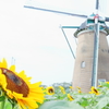 オランダ風車と向日葵Ⅱ
