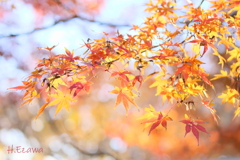 紅葉（昭和の森）