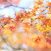 紅葉（昭和の森）