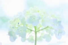 Hydrangea dream