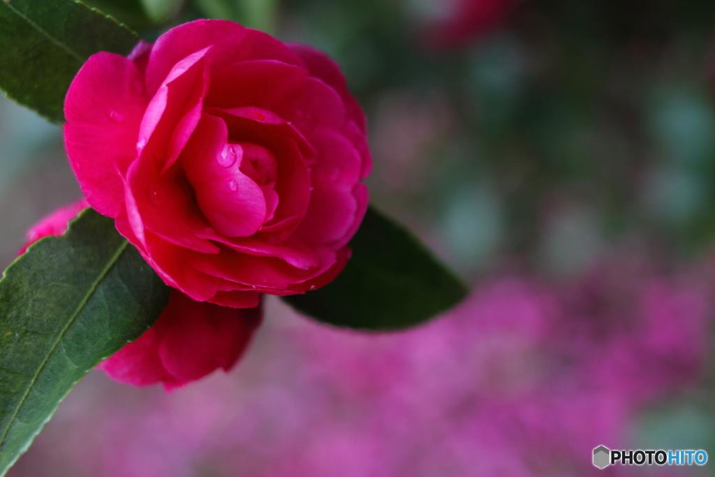 冬の花