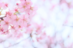 三妙寺の河津桜3