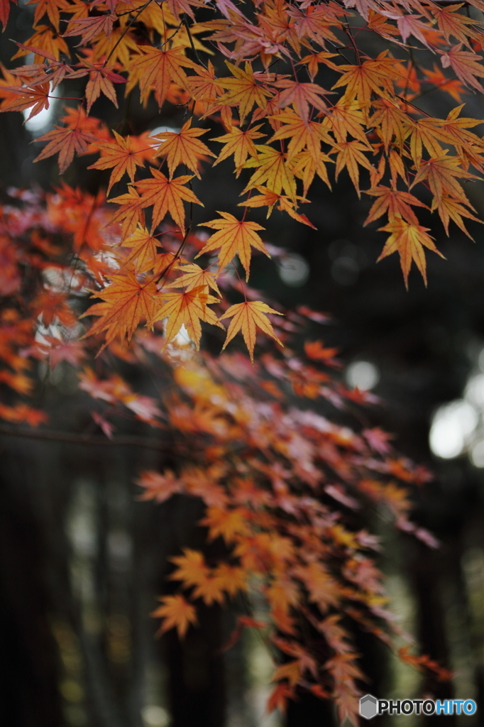 クリスマスの紅葉