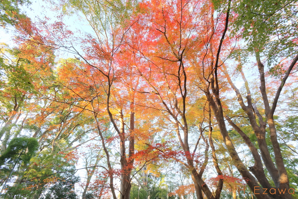 十枝の森の紅葉15