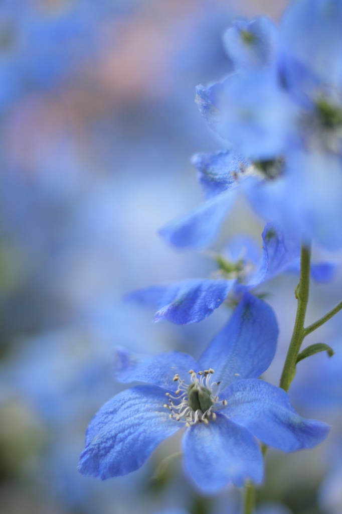 Beautiful blueⅡ