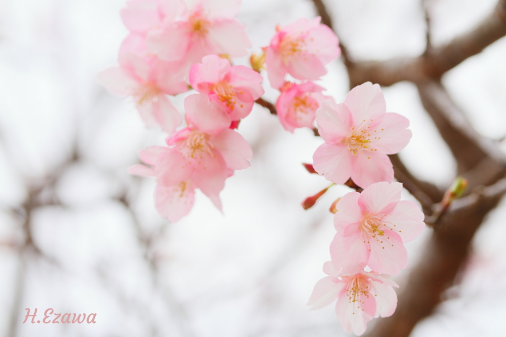 開花3