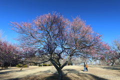 梅園散歩
