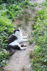 園芸店のねこ