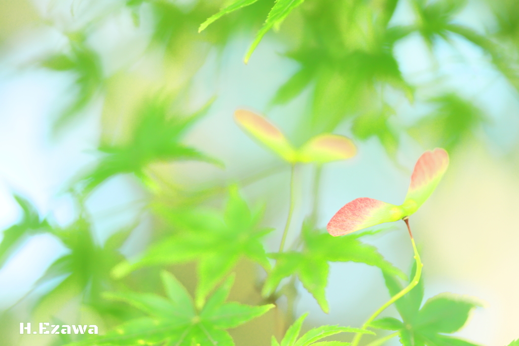 かわいいプロペラ