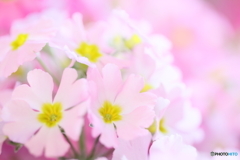 乙女桜