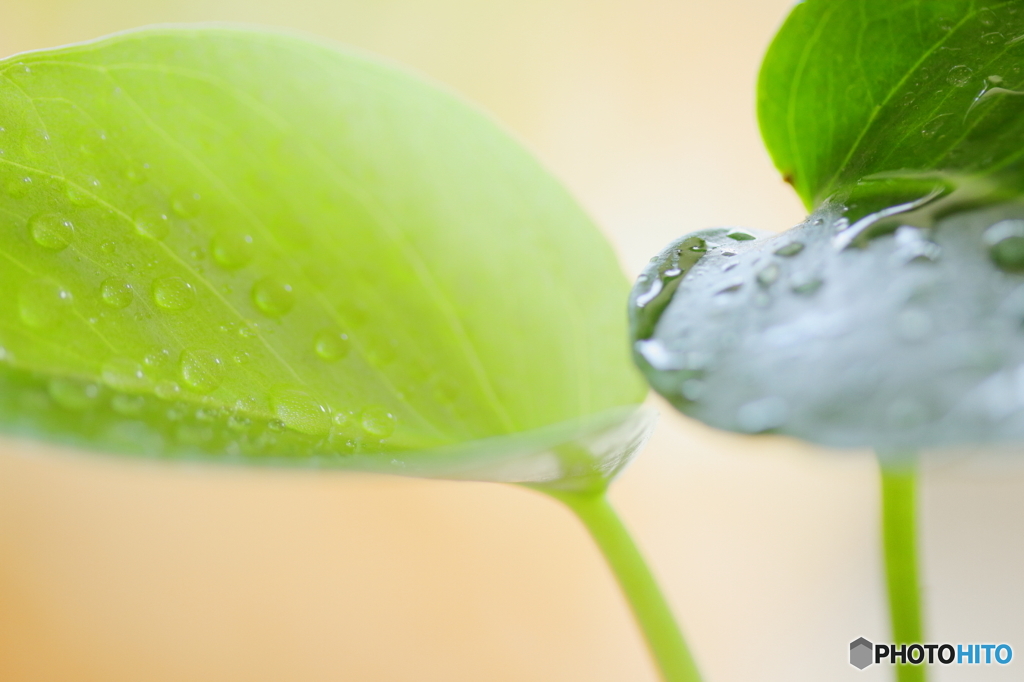 Green leaves
