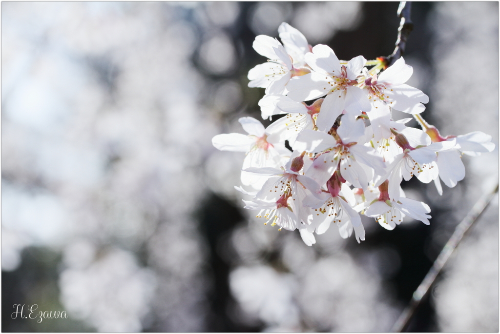 栄福寺の枝垂れ桜13