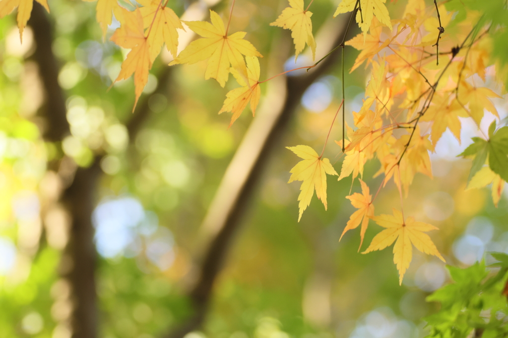 黄葉