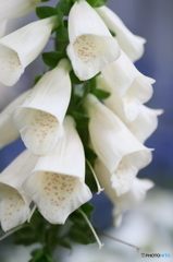White bell