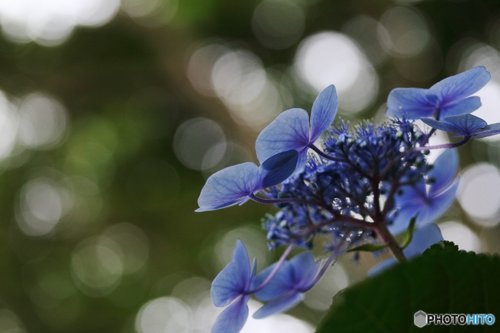 森の中の紫陽花