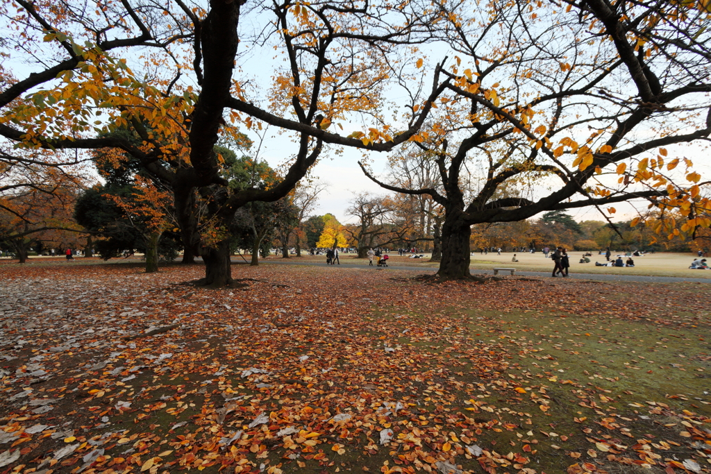 晩秋の公園