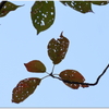 Autumn leaves