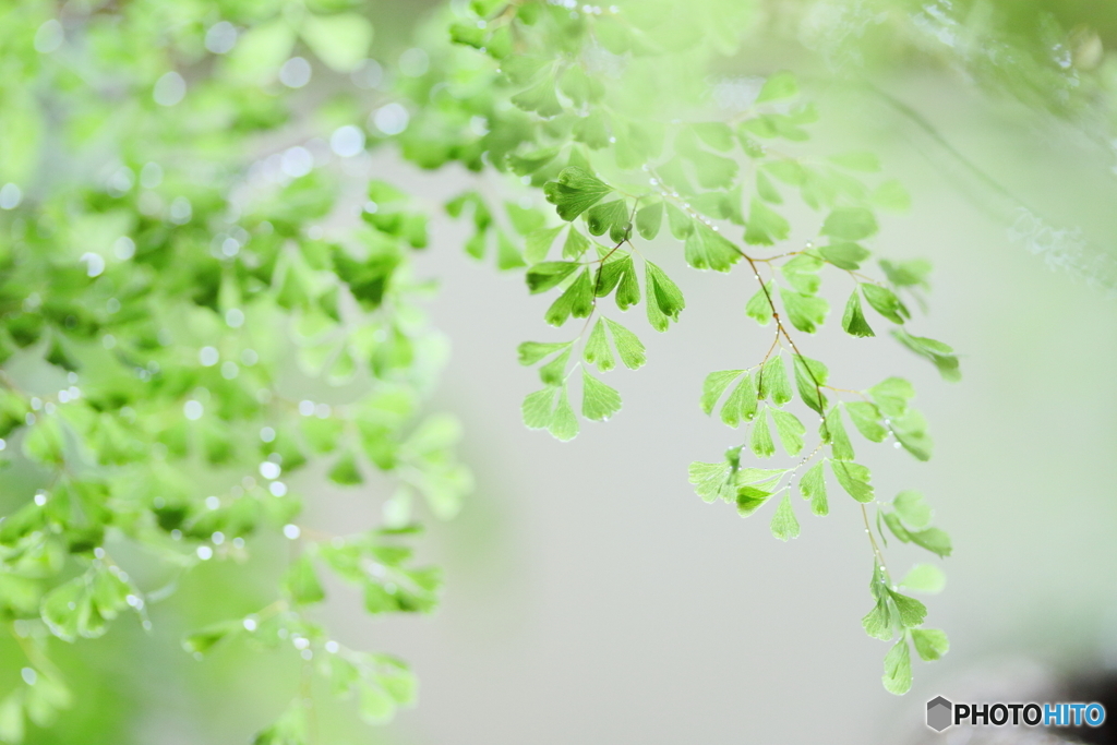 Healing green
