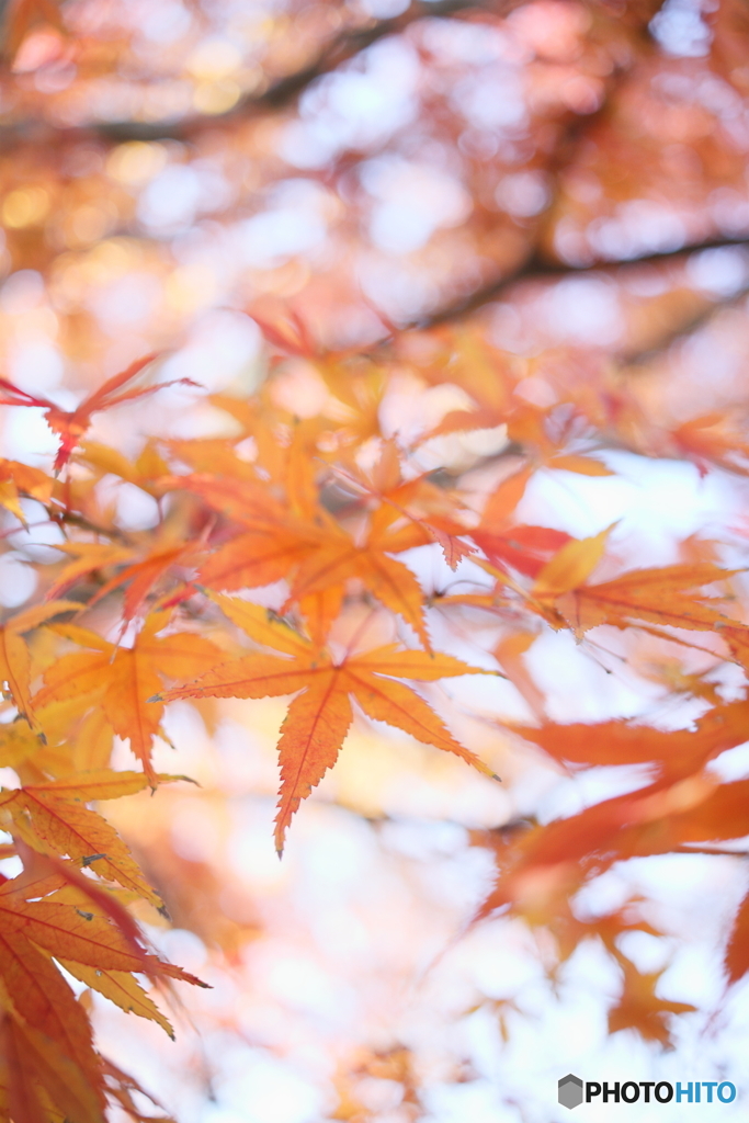 momiji