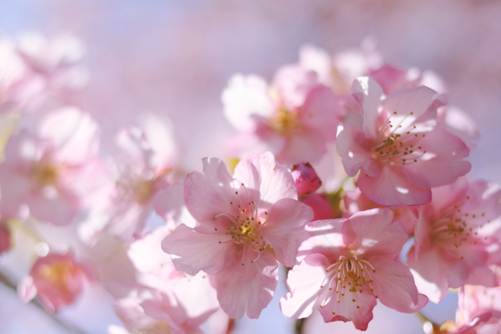 桜爛漫