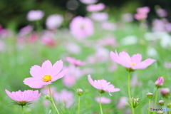 Cosmos garden