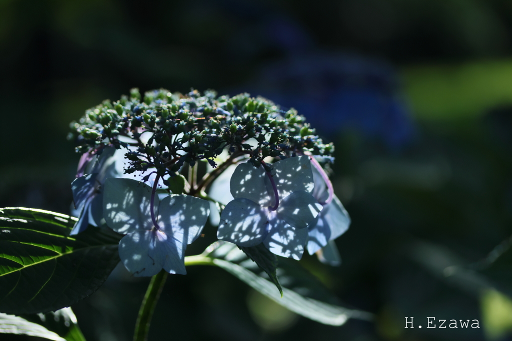 紫陽花灯る