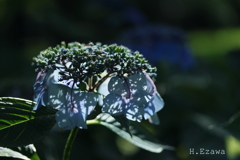 紫陽花灯る