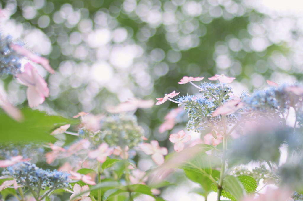 梅雨を愉しむ