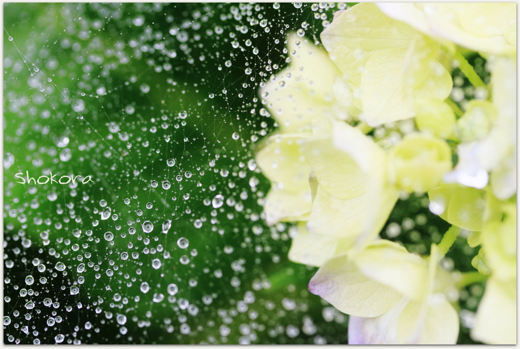6月の雨