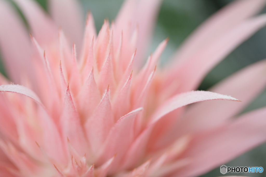 Tropical pink