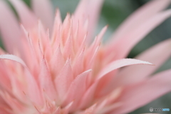 Tropical pink