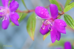 シコンノボタン