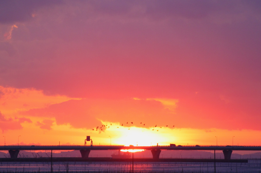 Birds of Tokyo Bay