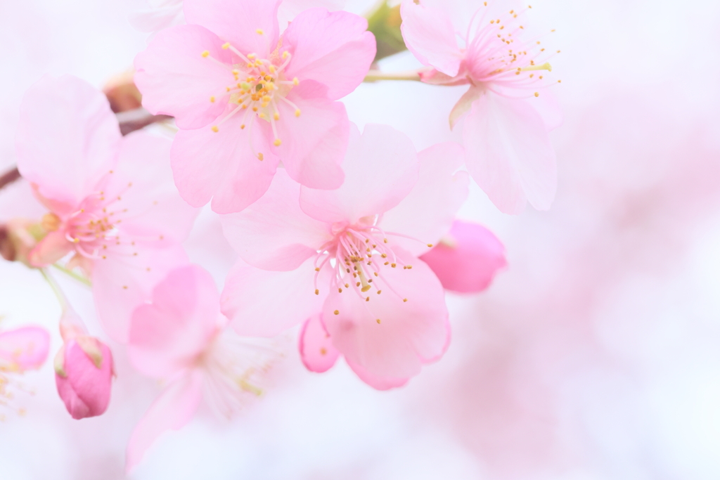 三妙寺の河津桜2