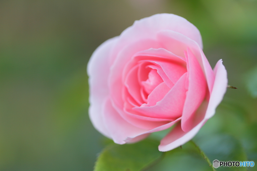 Autumn pink rose