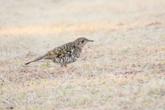 トラツグミさん