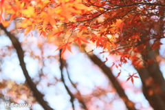 紅葉（昭和の森2）