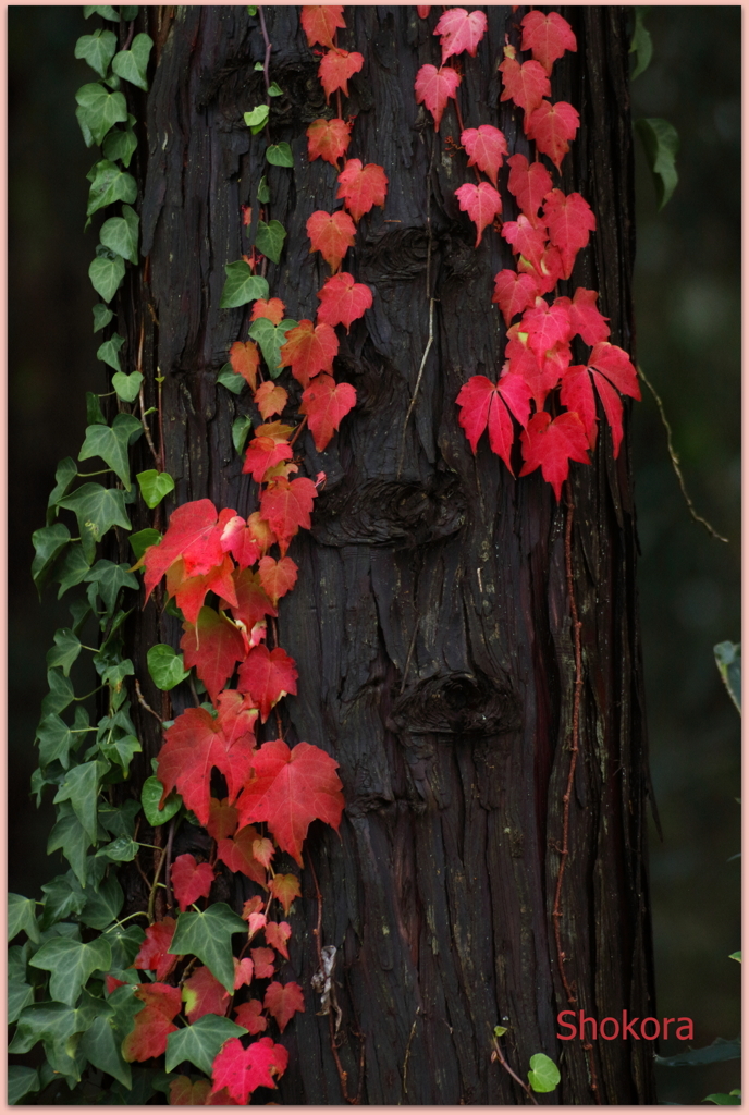 蔦紅葉