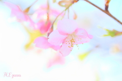 河津桜5