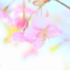 河津桜5