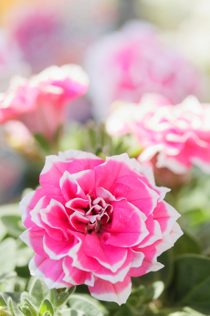 ペチュニア・花衣
