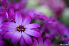 Purple cineraria