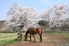桜牧場