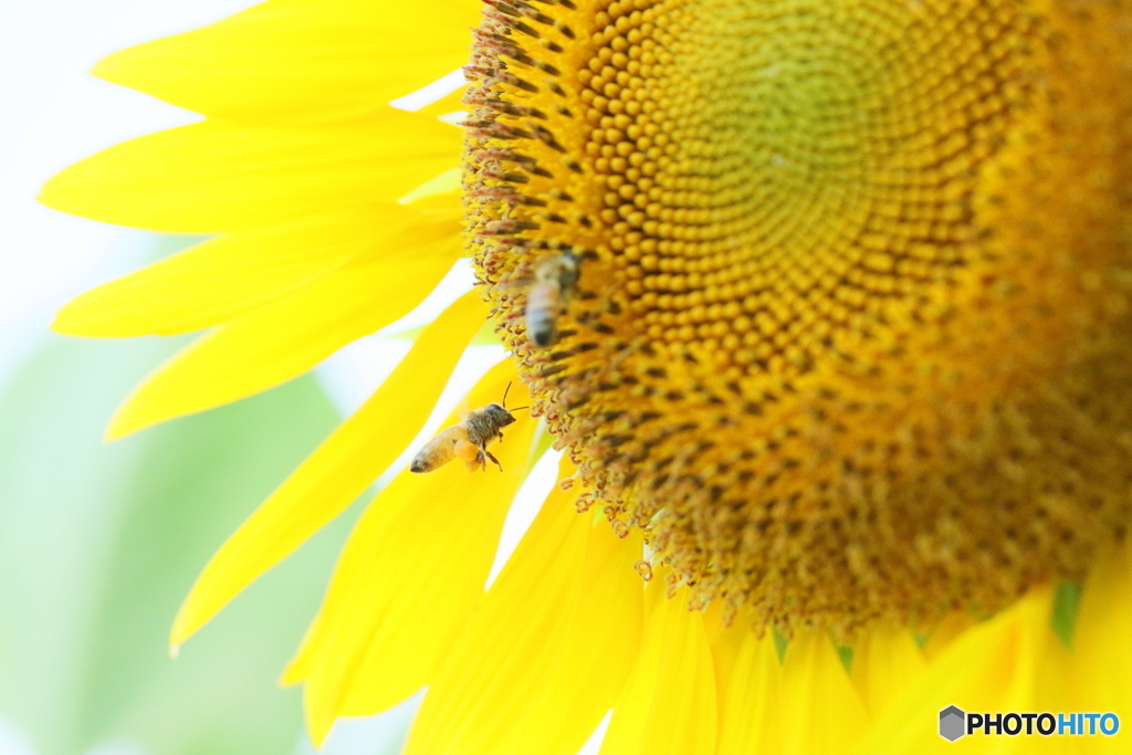 Sunflower and honey bees