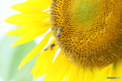 Sunflower and honey bees