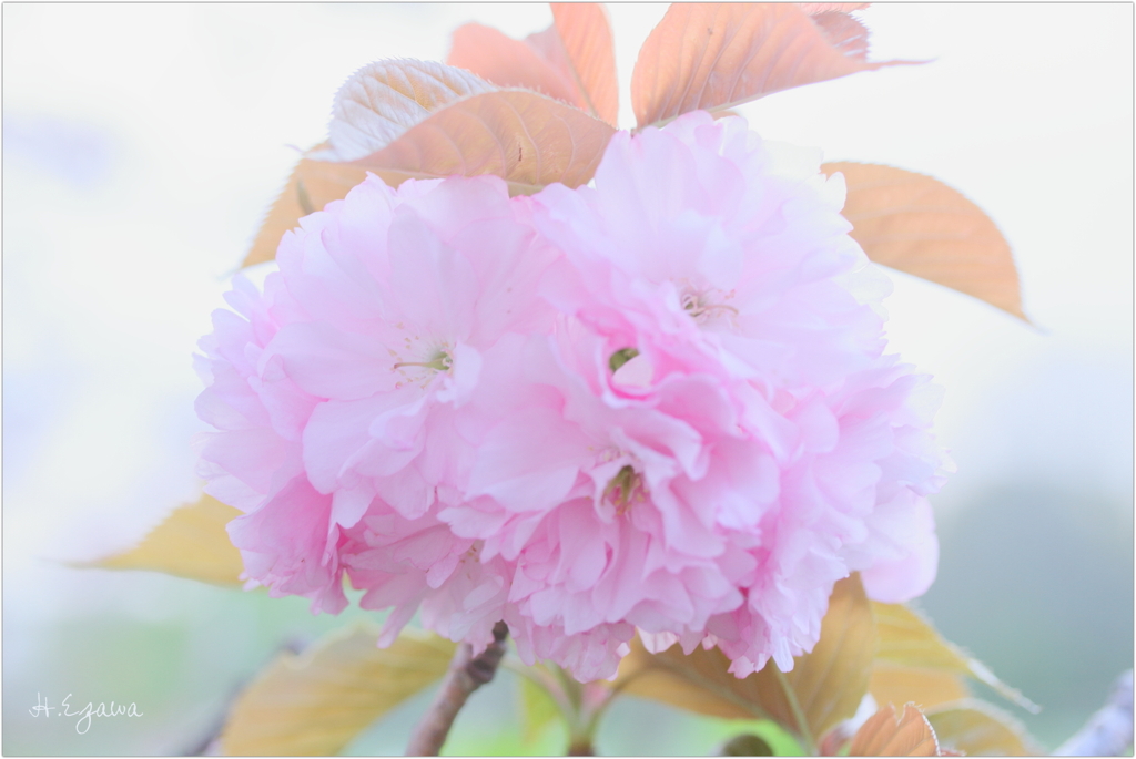 ふわふわ八重桜