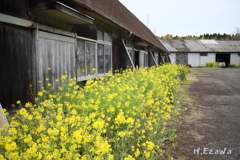 牧場舎と菜の花