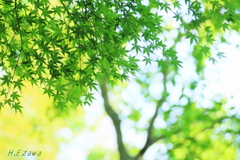 緑のもみじ