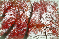 紅葉を散りばめた空